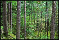 Old-growth rainforest, North Cascades National Park Service Complex. Washington, USA. (color)