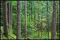 Old-growth rainforest, North Cascades National Park Service Complex.  ( color)