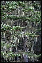 Hemlock tree with hanging lichen, North Cascades National Park. Washington, USA. (color)
