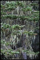 Hemlock tree with hanging lichen, North Cascades National Park.  ( color)