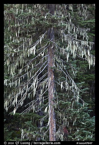 Spruce tree with hanging lichen, North Cascades National Park. Washington, USA.