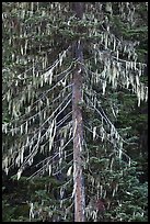 Spruce tree with hanging lichen, North Cascades National Park. Washington, USA.