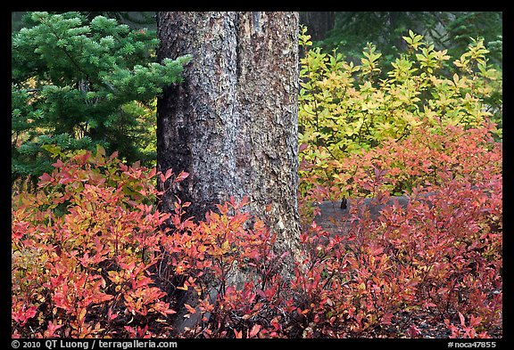 Berry plants in fall color and tree trunk, North Cascades National Park. Washington, USA.