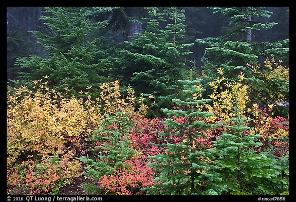 Mosaic of berry plants in autumn color and sapplings, North Cascades National Park.  (color)