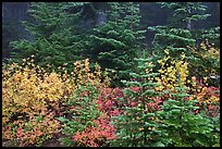 Mosaic of berry plants in autumn color and sapplings, North Cascades National Park. Washington, USA. (color)
