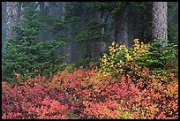 Forest in fog with floor covered by colorful berry plants, North Cascades National Park. Washington, USA.