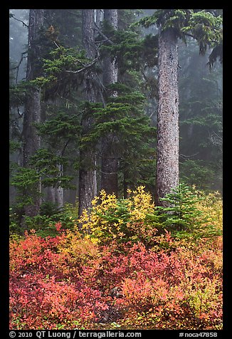 Foggy forest in autumn with bright berry colors, North Cascades National Park. Washington, USA.