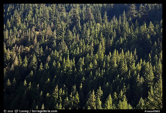 Forest on slope,  North Cascades National Park Service Complex.  (color)