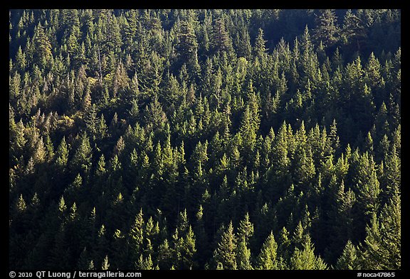 Forest on slope,  North Cascades National Park Service Complex. Washington, USA.