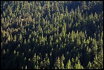 Forest on slope,  North Cascades National Park Service Complex. Washington, USA.
