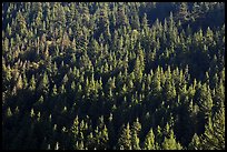 Forest on slope,  North Cascades National Park Service Complex.  ( color)