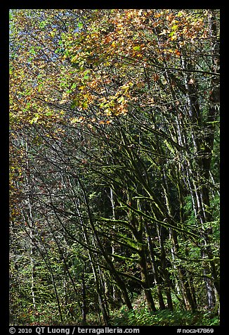 Mossy trunks and leaves in fall color, North Cascades National Park Service Complex.  (color)