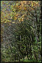 Mossy trunks and leaves in fall color, North Cascades National Park Service Complex. Washington, USA. (color)