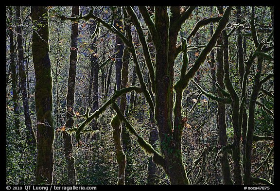 Backlit moss-covered trees, North Cascades National Park Service Complex.  (color)