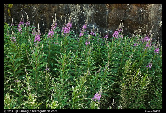 Fireweed,  North Cascades National Park Service Complex.  (color)