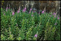Fireweed,  North Cascades National Park Service Complex.  ( color)
