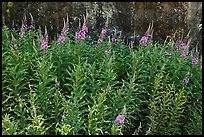 Fireweed,  North Cascades National Park Service Complex. Washington, USA. (color)