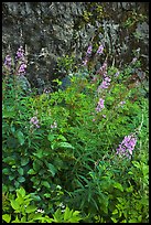 Fireweed and cliff,  North Cascades National Park Service Complex. Washington, USA.