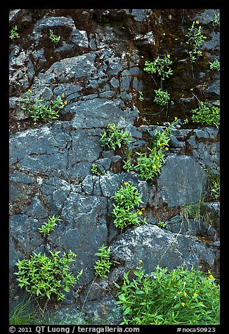 Cliff with yellow flowers,  North Cascades National Park Service Complex.  (color)