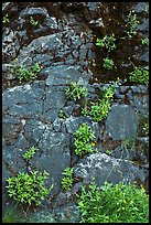 Cliff with yellow flowers,  North Cascades National Park Service Complex.  ( color)