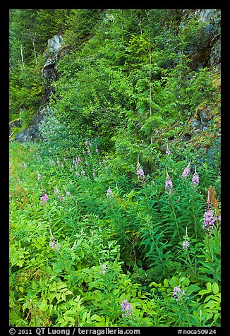 Fireweed and forest in summer, North Cascades National Park Service Complex.  (color)