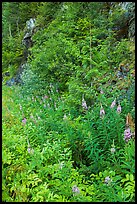 Fireweed and forest in summer, North Cascades National Park Service Complex. Washington, USA.