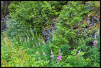 Summer wildflowers and leaves,  North Cascades National Park Service Complex. Washington, USA. (color)