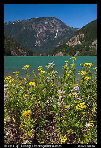 Summer wildflowers and Diablo Lake,  North Cascades National Park Service Complex.  (color)