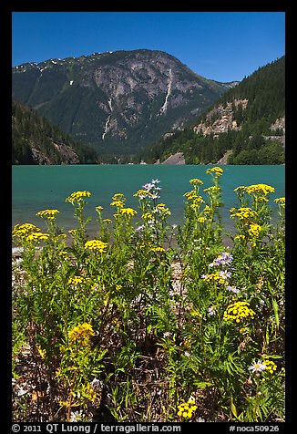 Summer wildflowers and Diablo Lake,  North Cascades National Park Service Complex. Washington, USA.