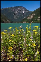 Summer wildflowers and Diablo Lake,  North Cascades National Park Service Complex. Washington, USA.