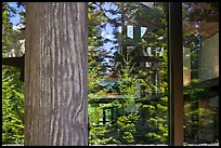 Forest, Visitor Center window reflexion, North Cascades National Park.  ( color)