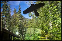 Forest and peak, Visitor Center window reflexion, North Cascades National Park.  ( color)
