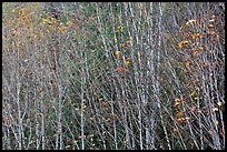 Trees in autumn with a few remaining leaves, North Cascades National Park Service Complex. Washington, USA.