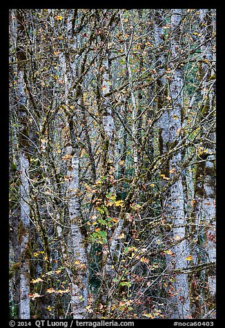 Trees in autumn with past peak leaves, North Cascades National Park Service Complex. Washington, USA.