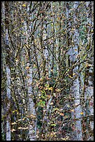 Trees in autumn with past peak leaves, North Cascades National Park Service Complex.  ( color)