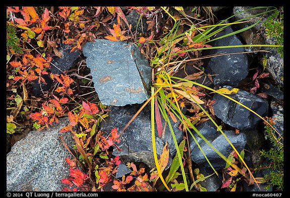 Close-up of blocks of rocks and berry plants, North Cascades National Park Service Complex. Washington, USA.