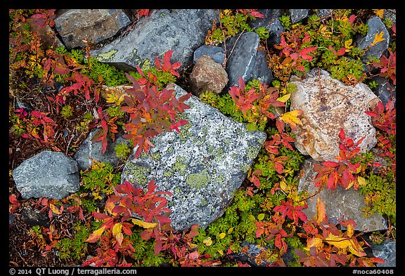 Close-up of rocks with lichen and berry plants in autumn, North Cascades National Park Service Complex.  (color)