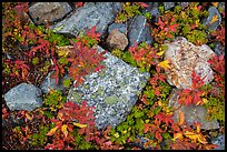 Close-up of rocks with lichen and berry plants in autumn, North Cascades National Park Service Complex. Washington, USA.