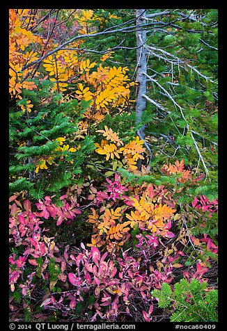 Close-up of berry plants and spruce in autumn, North Cascades National Park Service Complex. Washington, USA.