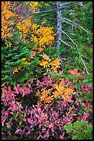 Close-up of berry plants and spruce in autumn, North Cascades National Park Service Complex. Washington, USA.