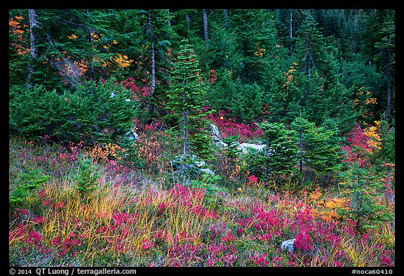Colorful berry plants and forest in autumn, North Cascades National Park Service Complex.  (color)