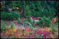 Colorful berry plants and forest in autumn, North Cascades National Park Service Complex. Washington, USA.