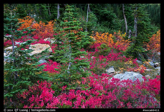 Berry plants, rocks and spruce forest in autumn, North Cascades National Park Service Complex. Washington, USA.