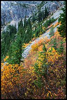 Steep slopes in autumn, North Cascades National Park Service Complex. Washington, USA.