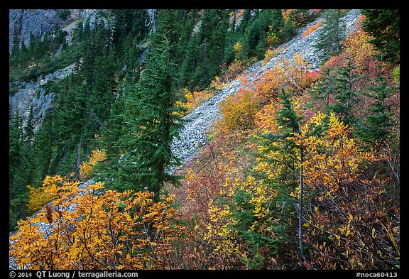 Slopes with shrubs in autumn foliage, scree, and spruce, North Cascades National Park Service Complex.  (color)