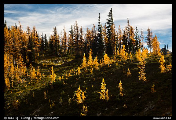 Subalpine larch trees in autumn foliage on slope, Easy Pass, North Cascades National Park. Washington, USA.