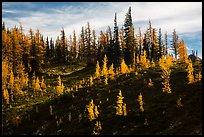 Subalpine larch trees in autumn foliage on slope, Easy Pass, North Cascades National Park. Washington, USA.