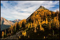 Alpine larch in autumn foliage above Easy Pass, North Cascades National Park.  ( color)