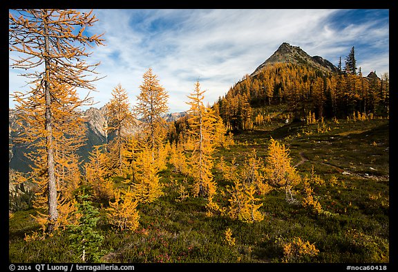 Subalpine larch (Larix lyallii) in autumn foliage at Easy Pass, North Cascades National Park. Washington, USA.