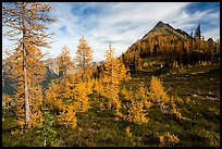 Subalpine larch (Larix lyallii) in autumn foliage at Easy Pass, North Cascades National Park. Washington, USA.